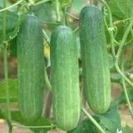 Cucumber Vegetable Seeds for Easy Planting