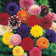 Dahlia Fantasy Flower Seeds for Easy Planting