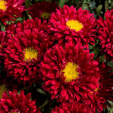Red China Aster Flower Seeds for Planting Cut Flower Favorite Heirloom & GMO Free Seeds for Home Garden
Sale