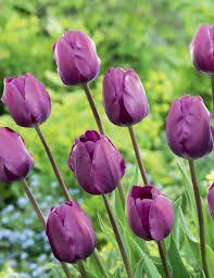 Tulip Flower Seeds Collection for Elegant Garden Planting