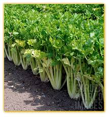 Celery Smallage Vegetable Seeds for Home Gardens