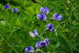 Blue Oxalis Laciniata Flower Seeds for Planting Easy to Grow Heirloom & GMO Free Seeds for Home Garden
Sale