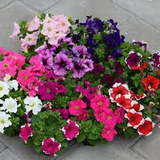 Mixed Petunia Seeds for Planting - Colorful Flower Variety