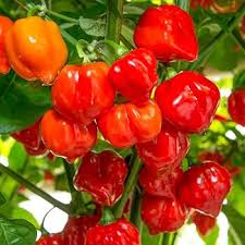 Red Trinidad Scorpion Seeds for Planting Hot Pepper Variety