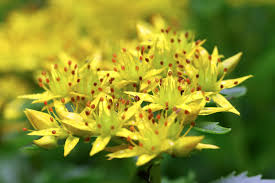 Yellow Aizoon Flower Seeds Planting