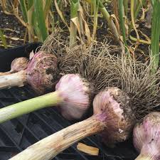 Purple Garlic Vegetable Seeds, Premium Seeds seed packet for home gardening
