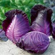 Red Acre Cabbage Seeds for Planting Grow Heirloom Purple Cabbage