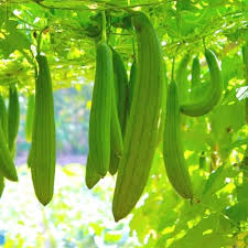 Green Zucca Luffa Seeds for Planting Vegetable Garden Essential