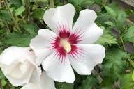 Syriacus Flower Seeds for Planting , Premium Hibiscus Syriacus Seeds