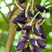 Velvet Bean Seeds for Planting - Grow Your Own Vegetables