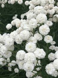 White Ptarmic Flower Planting Seeds for Stunning Blossoms in Your Garden and Landscape
