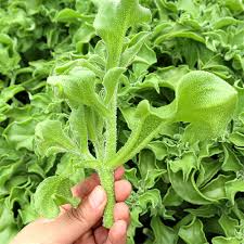 Green Iceplant Seeds for Planting - Vegetable Seeds