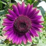 Purple Mini Sunflower Seeds for Planting Grow Your Garden