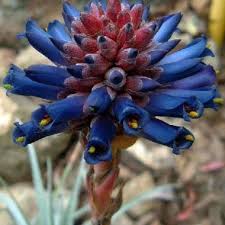 Violet Puya Santosii Seeds for Planting Heirloom NonGMO High Germination Organic Garden Seeds
Sale