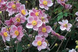 Windblume Flower Anemone spp. Seeds for Planting in Flower Bed & Garden