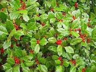 Opaca Tree Seeds for Planting Grow Your Own Tree