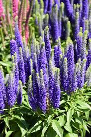 Veronica Spicata Planting for Vibrant Blooms Seeds for a Lush and Colorful Garden