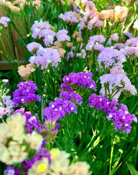 Statice Mix Planting Seeds Vibrant Blooms for Spring Gardens - Evergrowseeds