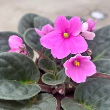 Baby Pink Mini Violet Flower Seeds for Planting Seasonal Bloomer Heirloom & GMO Free Seeds for Home Garden
Sale