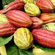 Trinitario Tree Seeds for Planting | Grow Your Own Trinitario Trees