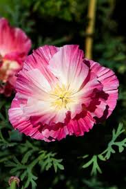 Pink Eschscholtzia Flower Seeds for Planting – Heirloom NonGMO Seasonal Bloomer Organic Garden Seeds with High Germination
Sale