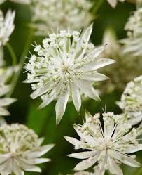 White Astrantia Flower seeds for Planting - Sun Loving, Heirloom & GMO Free Seeds for Home Garden