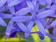 Purple Ivy Flower seeds for Planting - Wildflower Mix, Heirloom & GMO Free Seeds for Home Garden