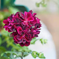 Dark Pink Black Geranium Flower Seeds for Planting - Vibrant and Elegant