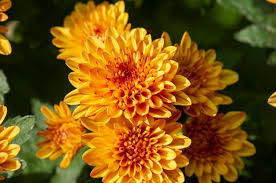 Chrysanthemum Flower Seeds Mixed