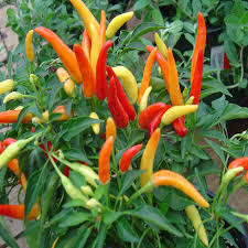 Red & Yellow Tabasco Pepper Seeds for Vegetable Gardens