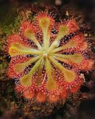 Pink Sundew Plant Seeds for Garden Planting
