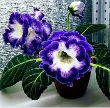 Blue Cream Gloxinia Flower Seeds for Planting – Heirloom NonGMO Cut Flower Favorite Organic Garden Seeds with High Germination
Sale for planting in home garden