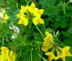 Birdsfoot Flower Seeds Easy Planting Guide for a Stunning Garden