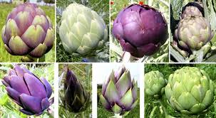 Purple Artichoke Vegetable Seeds for Planting