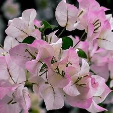 White Pink Bougainvillea Flower Seeds for Planting Seed for Vibrant and Lush Blooms