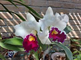White Pink Phalaenopsis Orchid Seeds for Planting Colorful Display Heirloom & GMO Free Seeds for Home Garden Sale