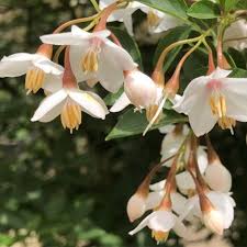 Snowbell Tree Seeds Planting Guide