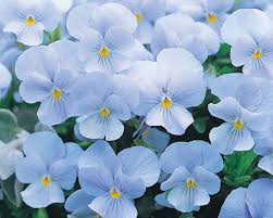 Sky Blue Eschscholtzia Flower Seeds for Planting – Heirloom NonGMO High Germination Organic Garden Seeds for Cut Flower Gardens
Sale for planting in home garden