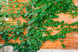 Boston Ivy Seeds For Light Green Planting Plant Seeds