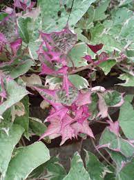 Pink Batatas Potato Seeds – Perfect For Planting In Your Garden Vegetable Seeds