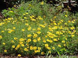 Yellow Thymophylla Flower Seeds Planting