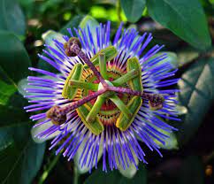 Stunning Blue Flower Seeds For Planting