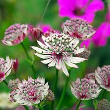 Mixed Astrantia Flower seeds for Planting - Colorful Display, Heirloom & GMO Free Seeds for Home Garden