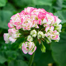 White Pink Geranium Flower Seeds for Planting Seed for Beautiful Blooms