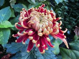 Yellow Red Chrysanthemum Flower Seeds for Planting