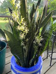 Sansevieria Flower seeds for Planting - Sun Loving, Heirloom & GMO Free Seeds for Home Garden