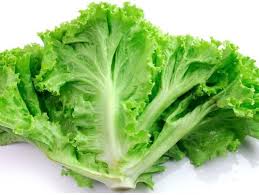 Roman Lettuce Seeds