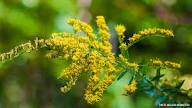 Goldenrod Flower seeds for Planting - Wildflower Mix, Heirloom & GMO Free Seeds for Home Garden