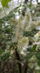 Willow Tree Seeds for Planting - Elegant Shade Provider, Perfect for Landscapes and Gardens