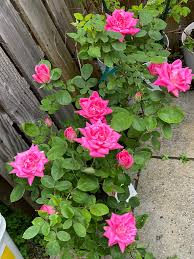 Rose Color Germany Rose Flower Seeds for Planting Perfect for Borders Heirloom & GMO Free Seeds for Home Garden
Sale